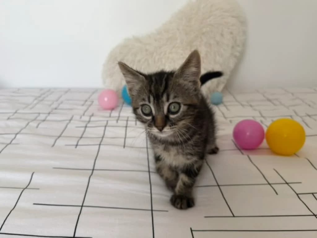 BANDIT, Tigré marron male puppy European Shorthair for adoption at AniMeaux, Meaux