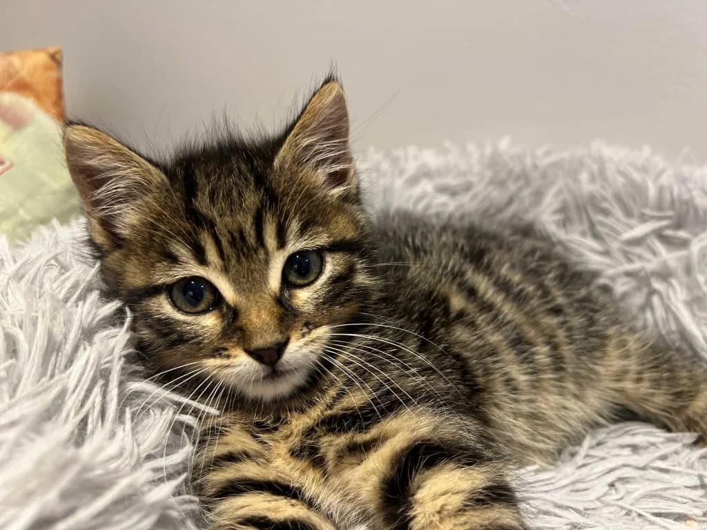 BETTY, Tigré marron female puppy European Shorthair for adoption at AniMeaux, Meaux