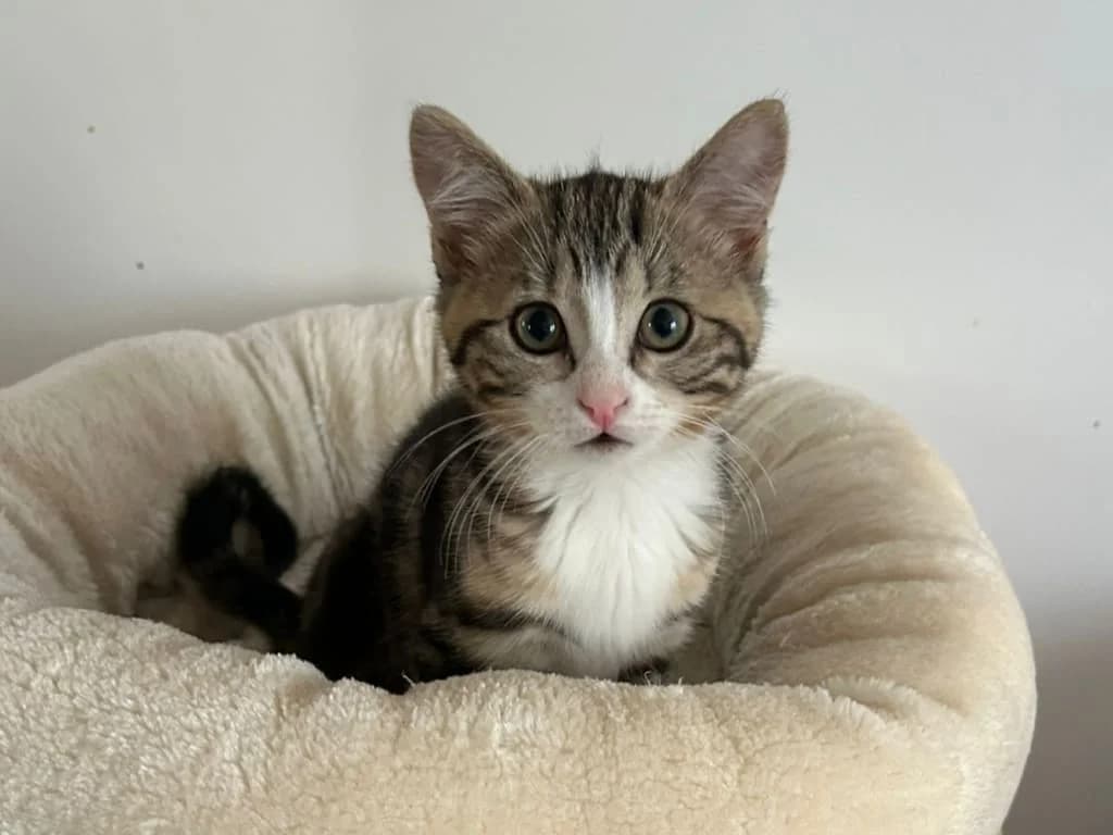 Bao, Tigré et blanc female puppy European Shorthair for adoption at AniMeaux, Meaux