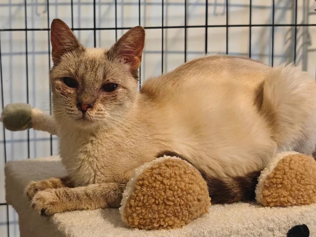 Blanche, Typé siamois female puppy European Shorthair for adoption at AniMeaux, Meaux