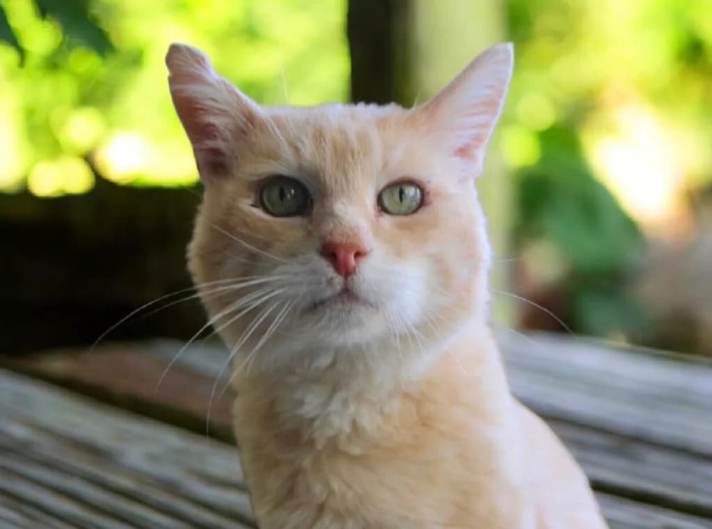 Lino, Tigré et roux male European Shorthair for adoption at AniMeaux, Meaux