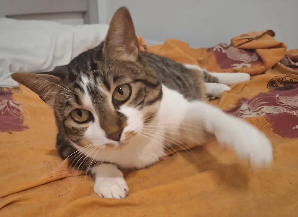 Youky, Tigré et blanc female European Shorthair for adoption at AniMeaux, Meaux