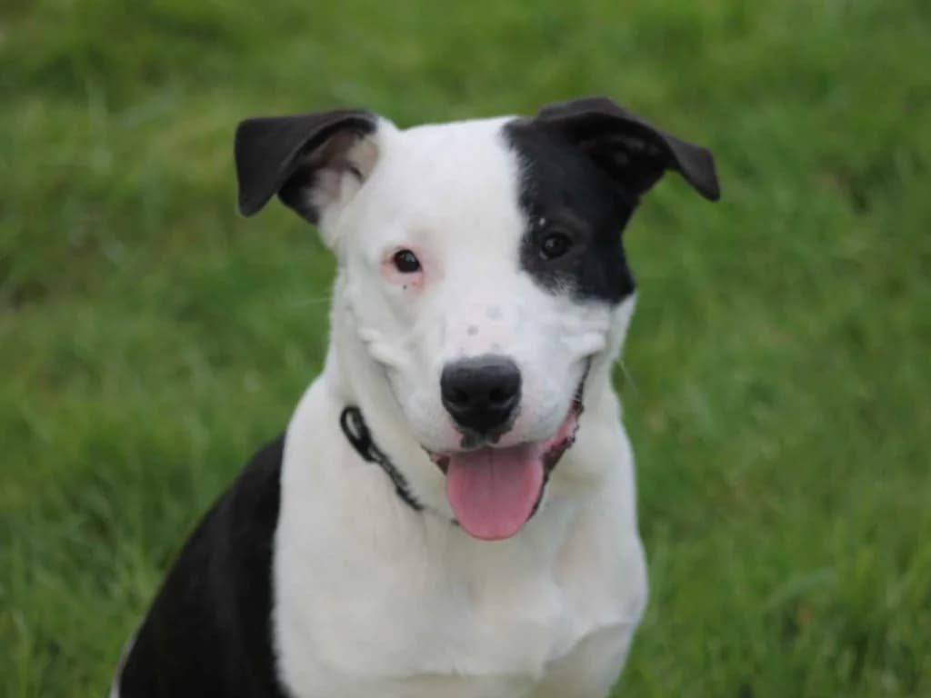 Road, Noir et blanc male puppy Mixed Breed for adoption at AniMeaux, Meaux