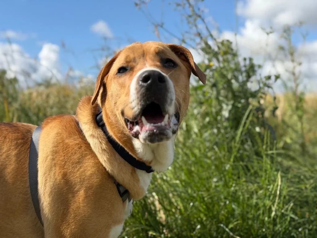 Bluey, Sable male young Mixed Breed for adoption at AniMeaux, Meaux
