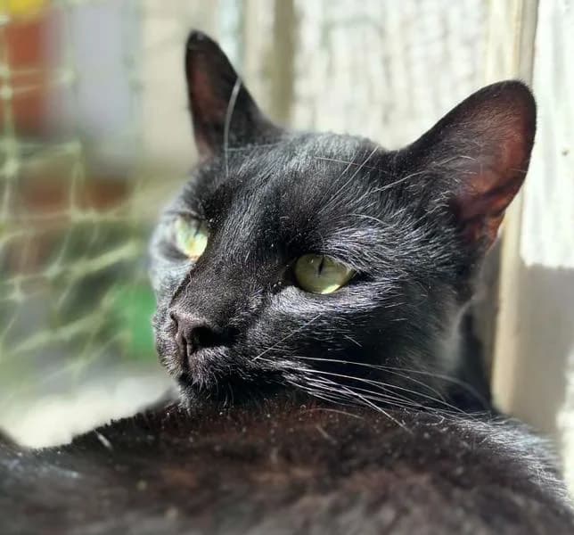 Malabar, mixed breed for adoption at AnimÉgaux, Paris/Aubervilliers