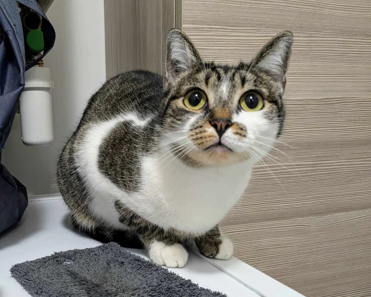 Samantha, 5yo mixed breed for adoption at AnimÉgaux, Paris/Aubervilliers