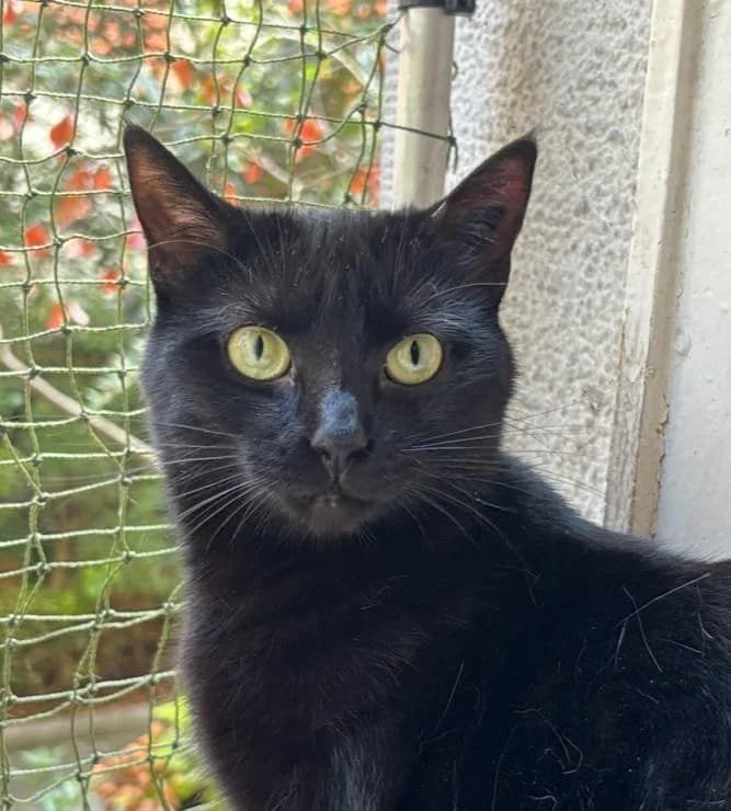 Catwoman, mixed breed for adoption at AnimÉgaux, Paris/Aubervilliers