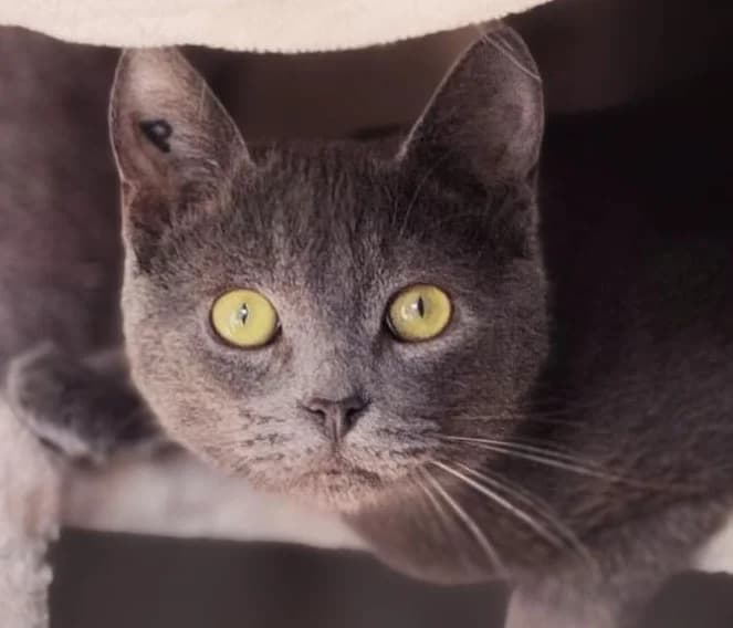 Pugsley, mixed breed for adoption at AnimÉgaux, Paris/Aubervilliers