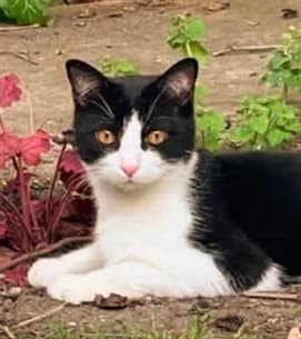 Wood, mixed breed for adoption at AnimÉgaux, Paris/Aubervilliers