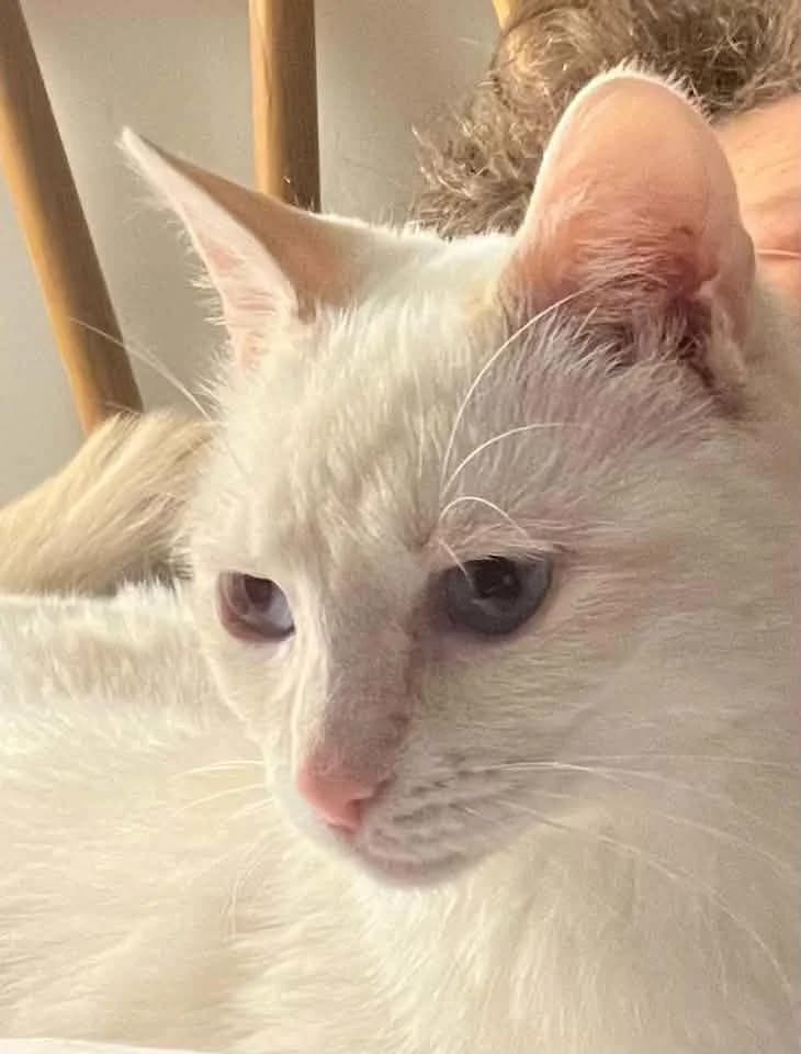 Eva, male mixed breed for adoption at AnimÉgaux, Paris/Aubervilliers