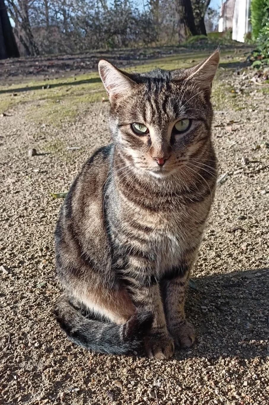 Ruby, mixed breed for adoption at AnimÉgaux, Paris/Aubervilliers