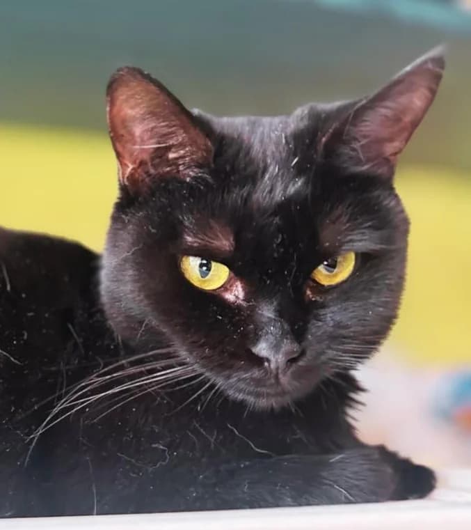 Emory, young mixed breed for adoption at AnimÉgaux, Paris/Aubervilliers