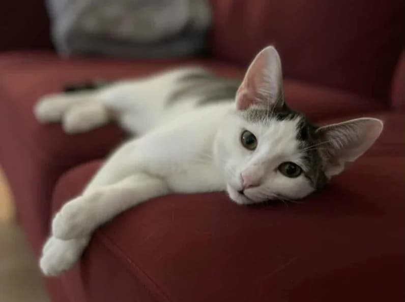 Pollux, male young Mixed Breed for adoption at AnimÉgaux, Paris/Aubervilliers