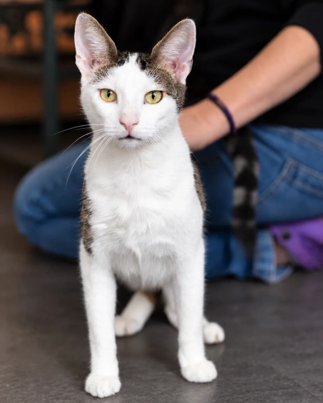 Pollux, male young Mixed Breed for adoption at AnimÉgaux, Paris/Aubervilliers