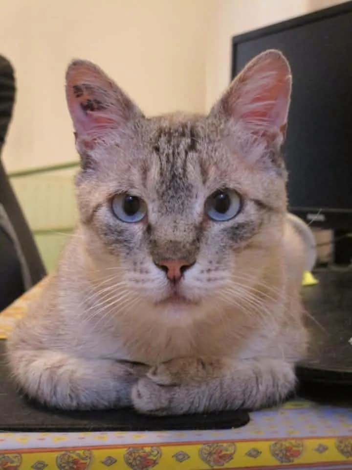Pablo, female 5yo Mixed Breed for adoption at AnimÉgaux, Paris/Aubervilliers