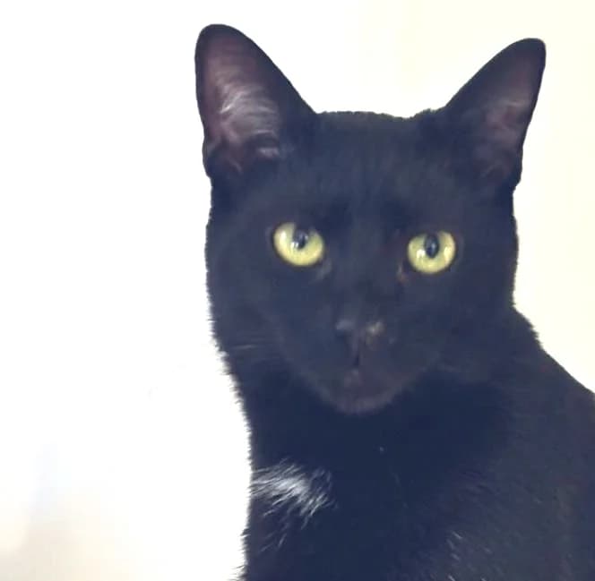 William, mixed breed for adoption at AnimÉgaux, Paris/Aubervilliers