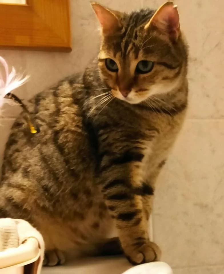 Farrow, mixed breed for adoption at AnimÉgaux, Paris/Aubervilliers