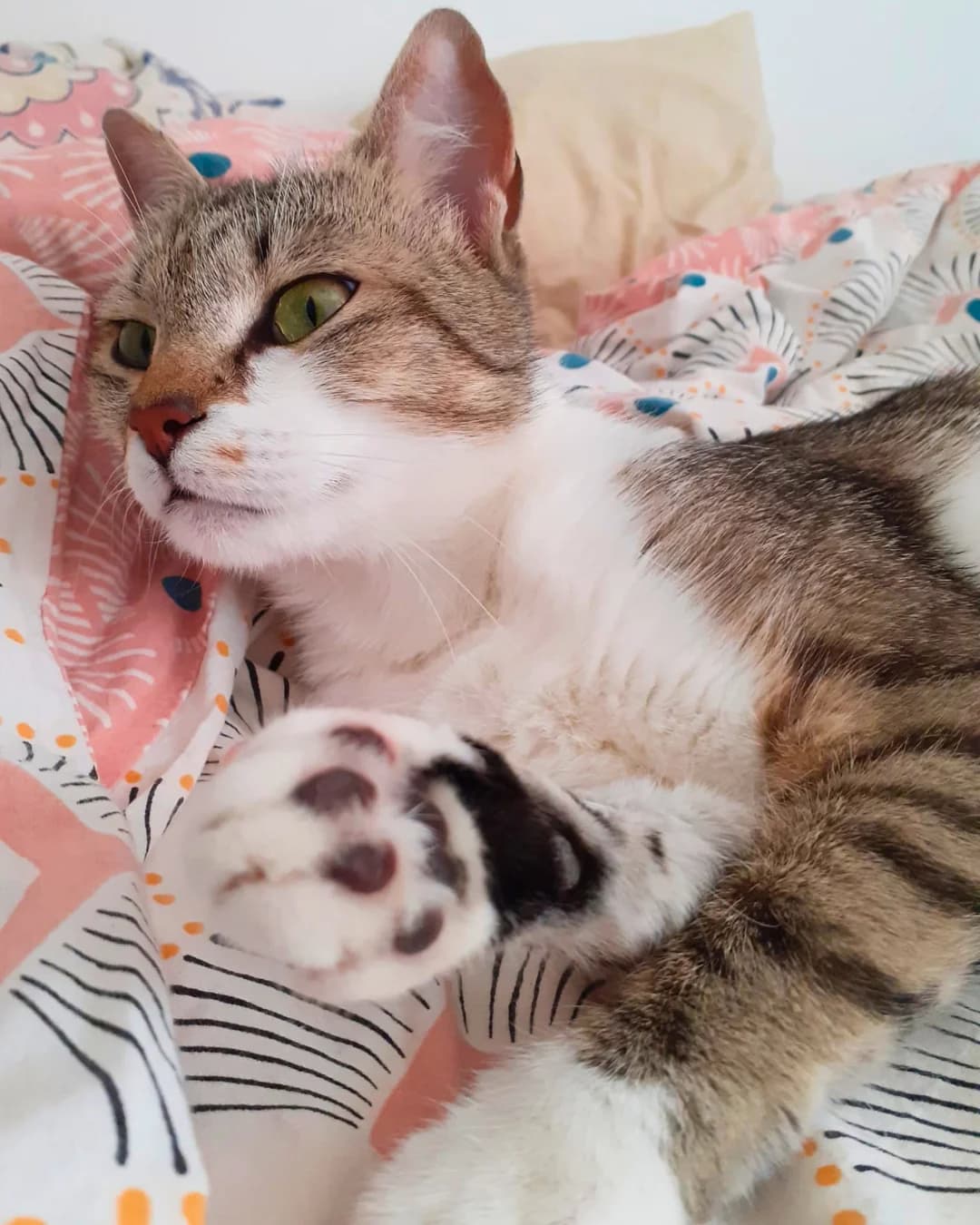 Pomponette, male 3yo Mixed Breed for adoption at AnimÉgaux, Paris/Aubervilliers