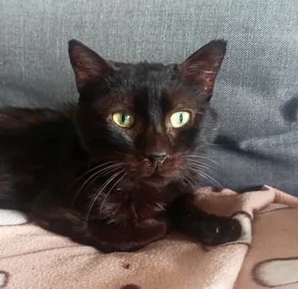 Thor, male mixed breed for adoption at AnimÉgaux, Paris/Aubervilliers