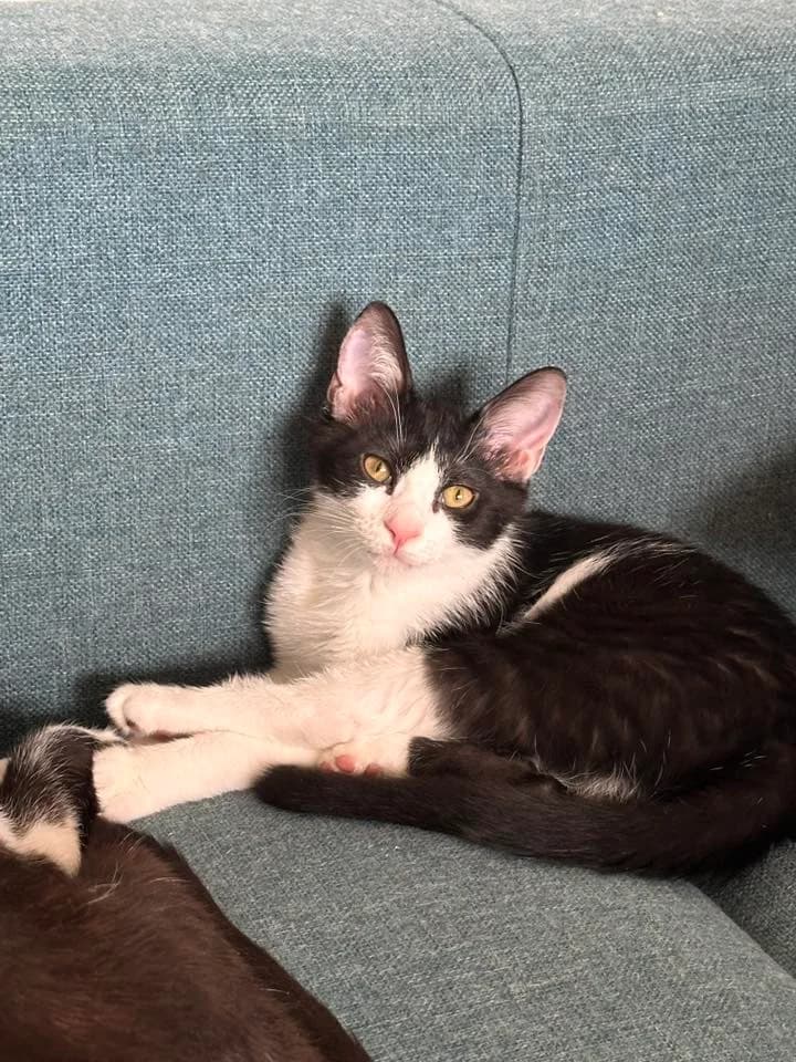 Sodebo, female Mixed Breed for adoption at AnimÉgaux, Paris/Aubervilliers