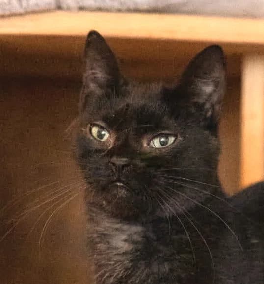 Rachel, mixed breed for adoption at AnimÉgaux, Paris/Aubervilliers