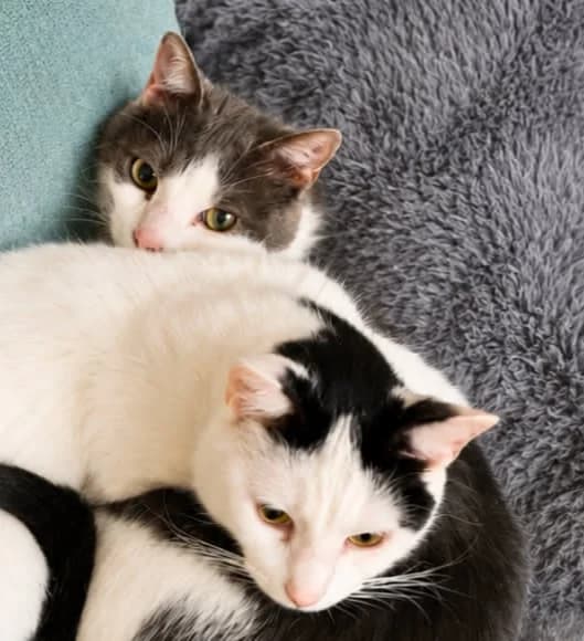 Aliocha & Milane, male Mixed Breed for adoption at AnimÉgaux, Paris/Aubervilliers