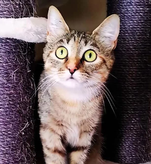 Régina, mixed breed for adoption at AnimÉgaux, Paris/Aubervilliers