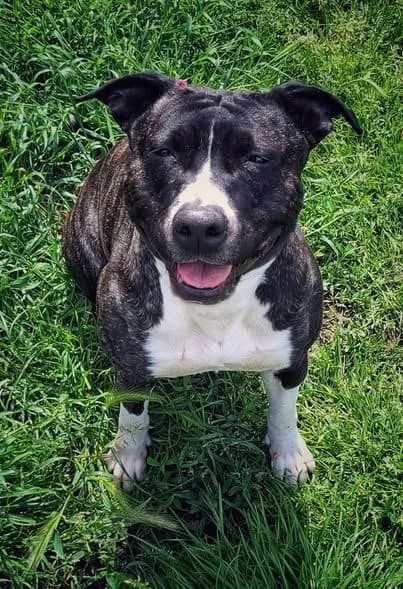 U', Mixed Breed for adoption at ANIM, Guérande