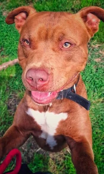 SCAR - Actuellement en famille d', Mixed Breed for adoption at ANIM, Guérande