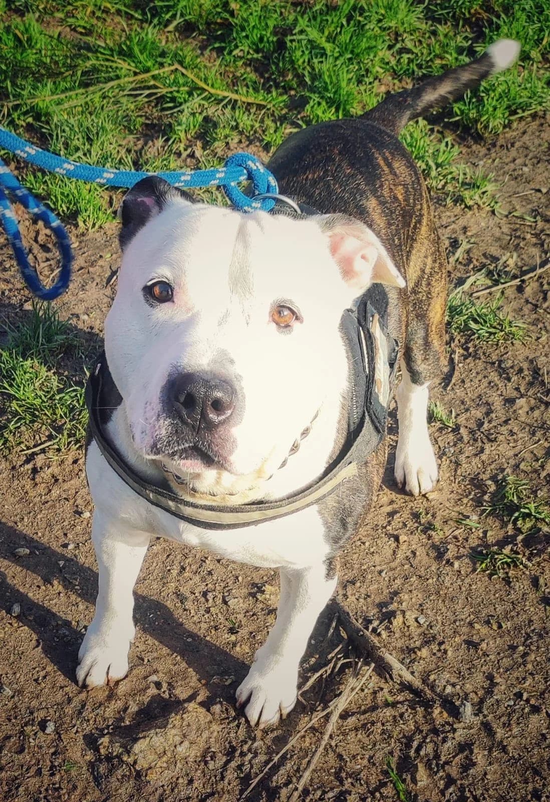 MASSA, senior Mixed Breed for adoption at ANIM, Guérande