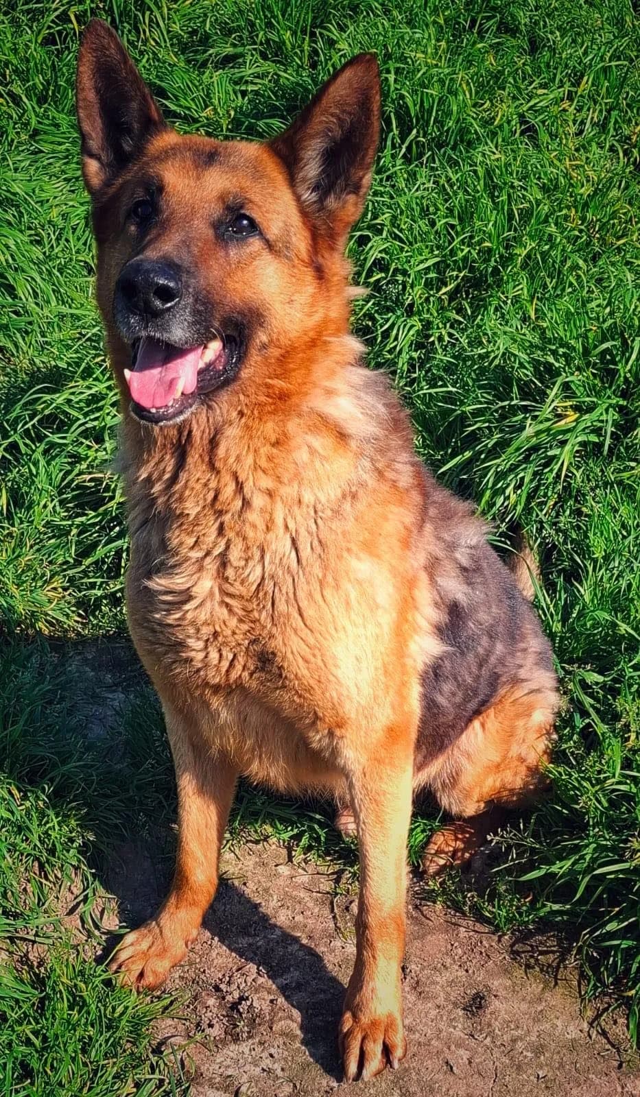 ODIN, senior Mixed Breed for adoption at ANIM, Guérande