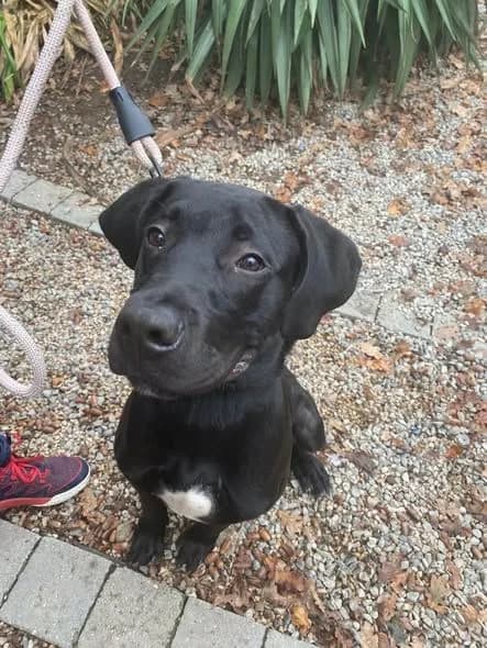 TIMBO - 6 mois, Mixed Breed for adoption at ANIM, Guérande