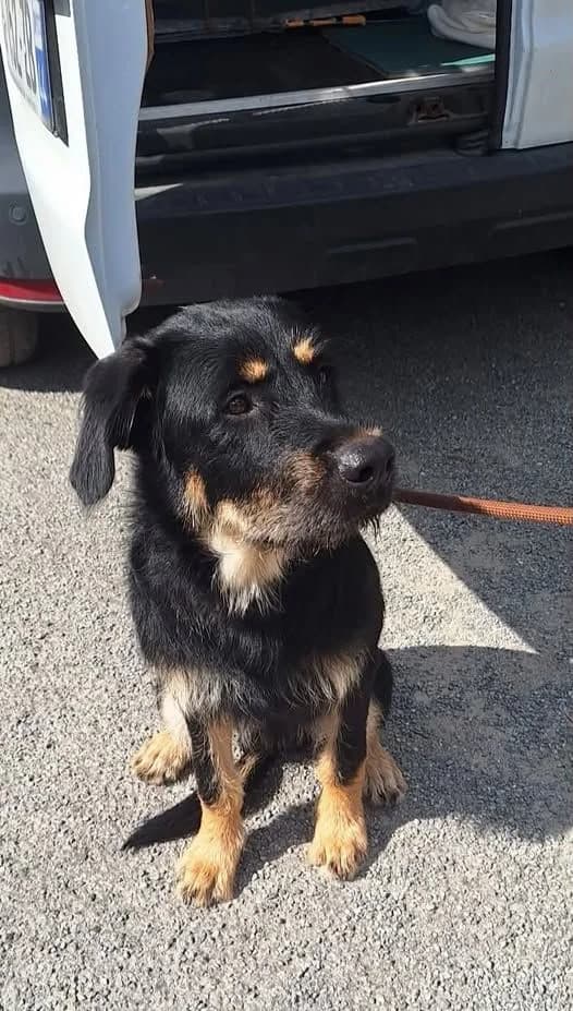ECHO, young Mixed Breed for adoption at ANIM, Guérande