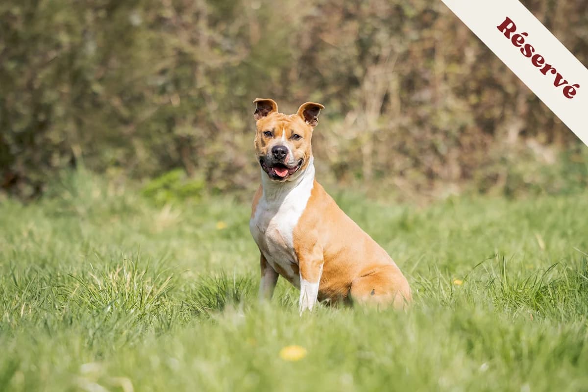 Nino, male 7yo American Staffordshire Terrier for adoption at Anim'toit, Prinquiau