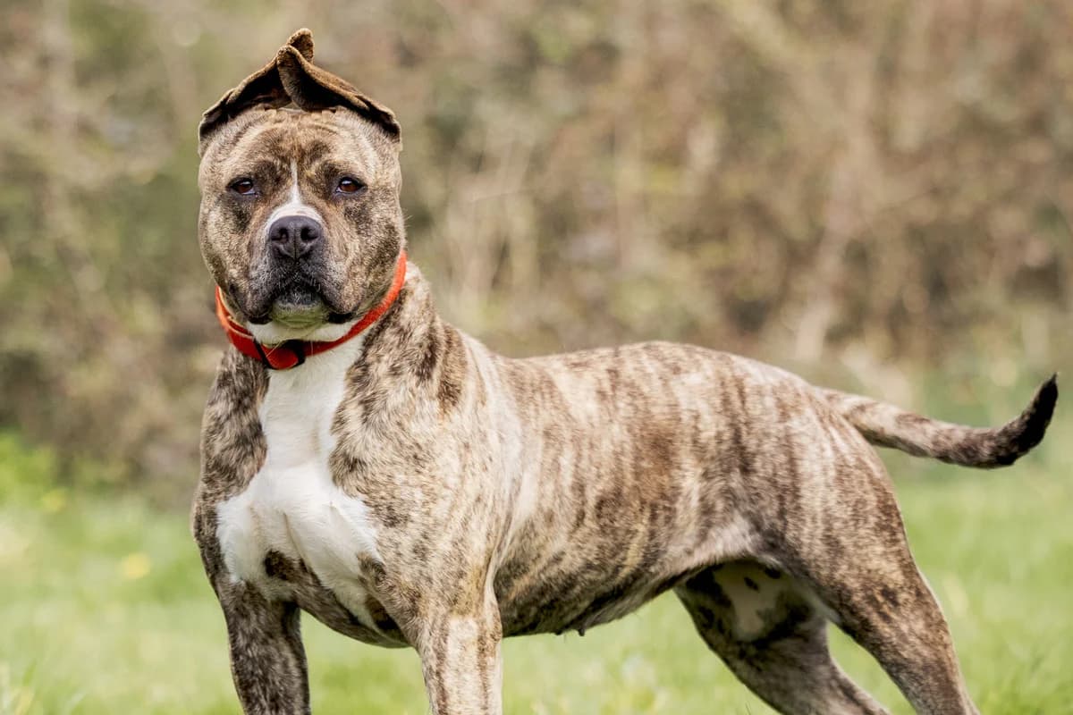 Saya, female 7yo American Bully for adoption at Anim'toit, Prinquiau