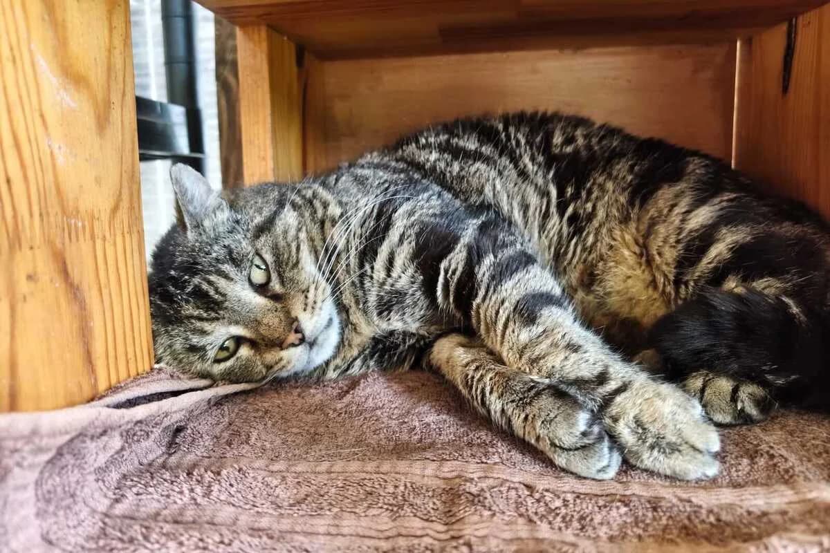 Tupperwer, male 7yo European Shorthair for adoption at Anim'toit, Prinquiau