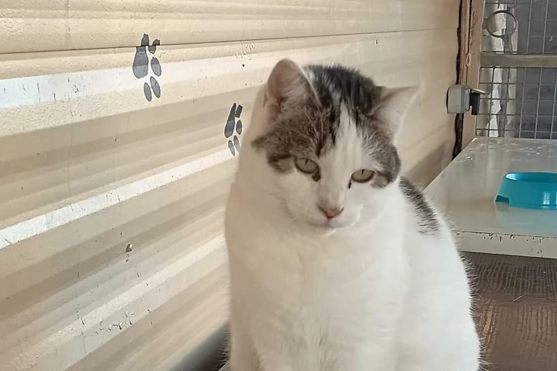 Vanda, female 4yo European Shorthair for adoption at Anim'toit, Prinquiau