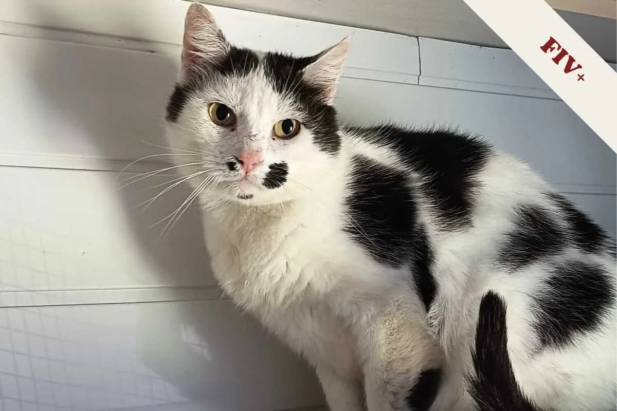 Ulimero, male senior European Shorthair for adoption at Anim'toit, Prinquiau