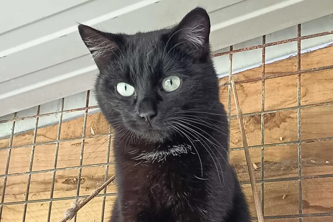 Sushi, male 5yo European Shorthair for adoption at Anim'toit, Prinquiau