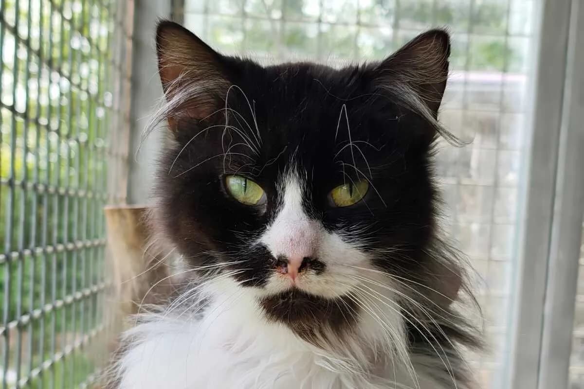 Urtini, male 3yo European Shorthair for adoption at Anim'toit, Prinquiau