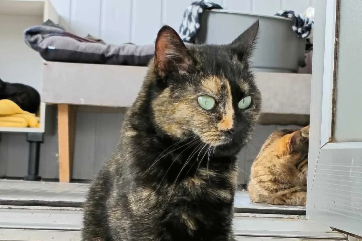 Torphée, female 4yo European Shorthair for adoption at Anim'toit, Prinquiau