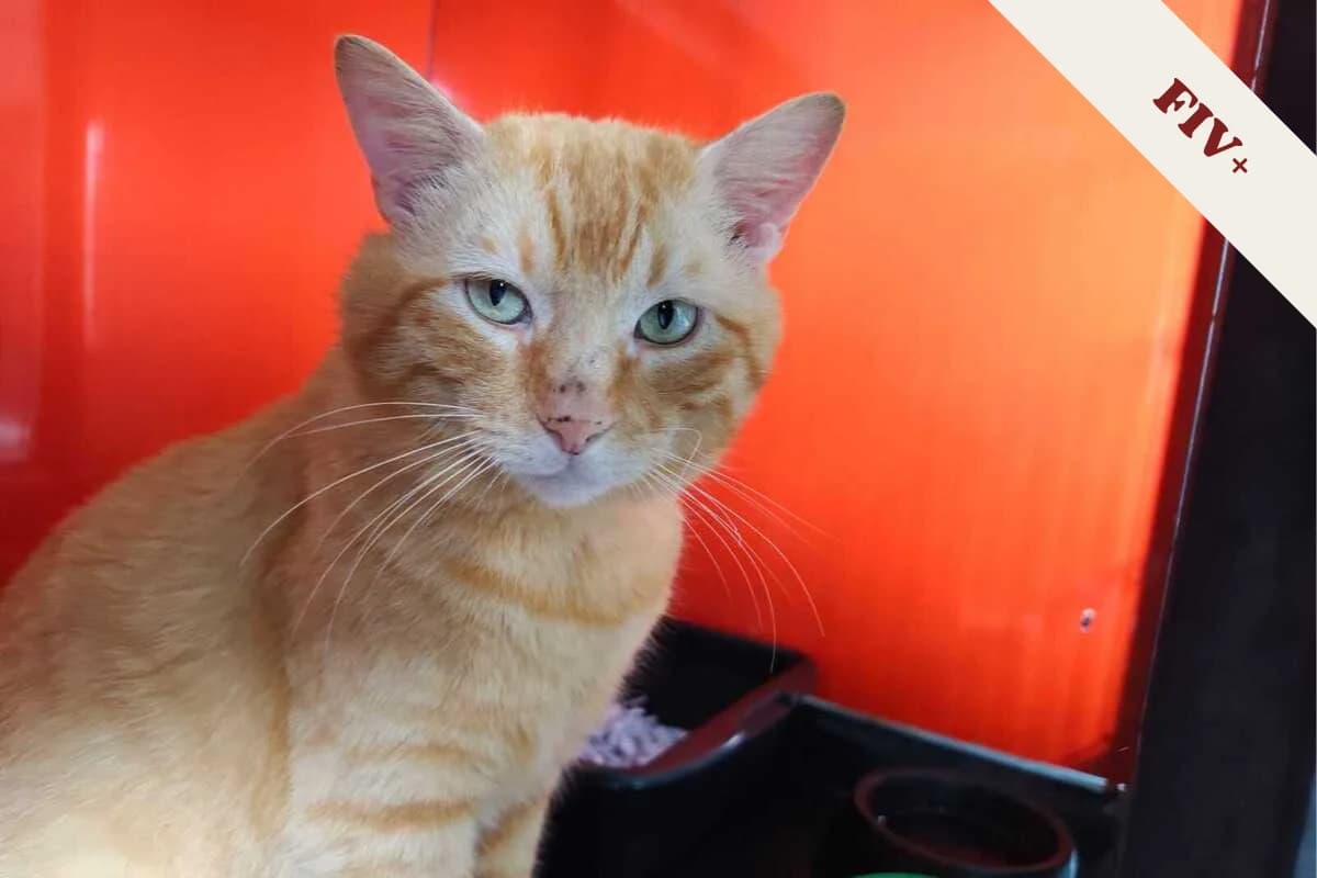 Brutus, male 3yo European Shorthair for adoption at Anim'toit, Prinquiau