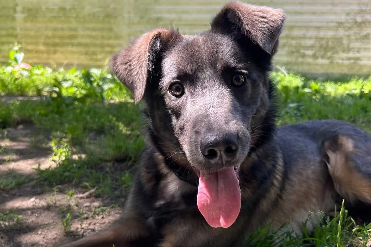 Byron, male young mixed breed for adoption at Anim'toit, Prinquiau