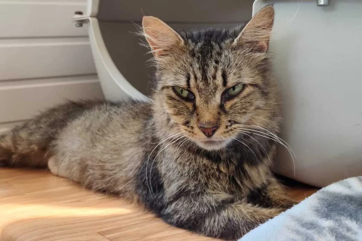Barbouille, female 5yo European Shorthair for adoption at Anim'toit, Prinquiau