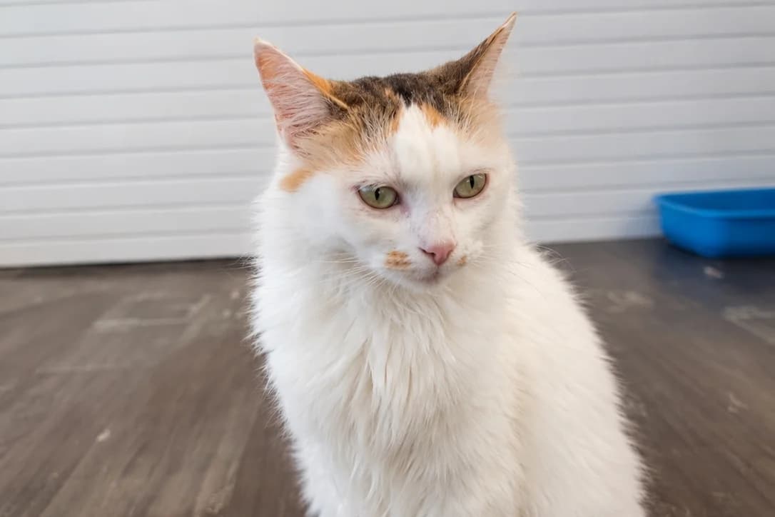 Baronne, female 7yo European Shorthair for adoption at Anim'toit, Prinquiau