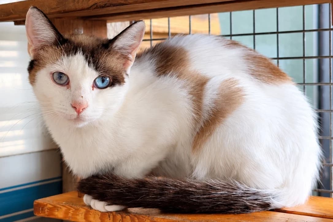 Belle Gosse, female young European Shorthair for adoption at Anim'toit, Prinquiau