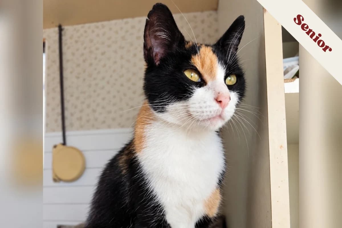 Biche, female senior European Shorthair for adoption at Anim'toit, Prinquiau