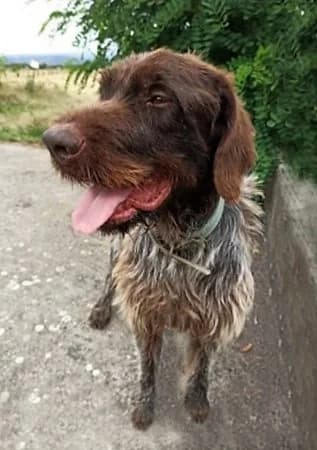 Opium, male senior mixed breed for adoption at APA63 Clermont-Ferrand, Clermont-Ferrand