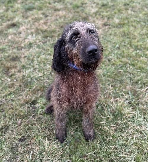 Arsene Dit Budoc, male senior mixed breed for adoption at APA63 Clermont-Ferrand, Clermont-Ferrand