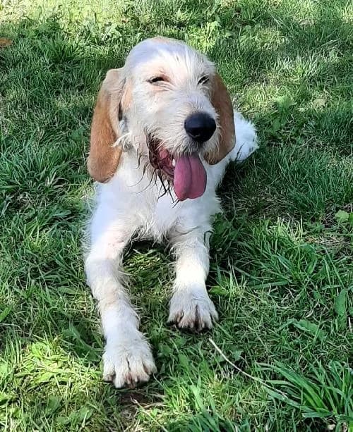 Curly, male 3yo mixed breed for adoption at APA63 Clermont-Ferrand, Clermont-Ferrand